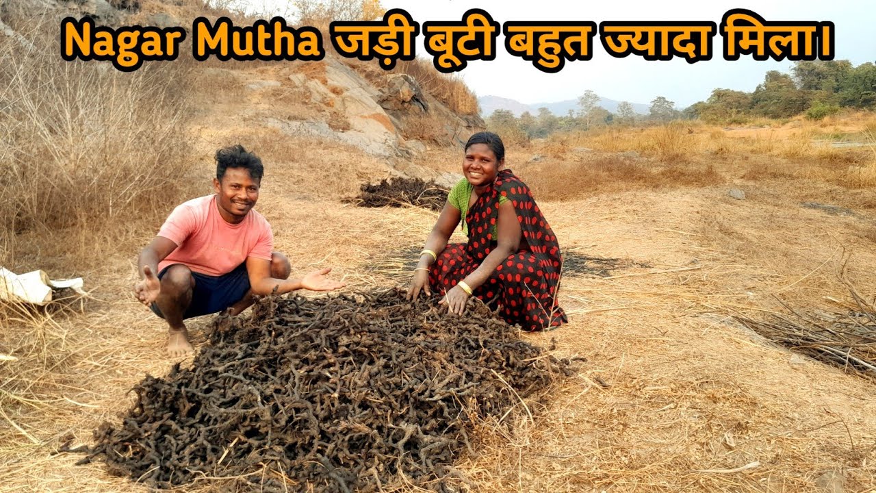नगर मुथा जड़ी बूटी बहुत ज्यादा मिला आज हमको।