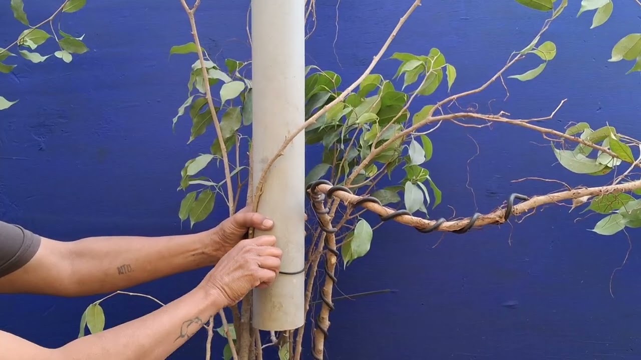 Trick to give amazing shape on FICUS TIGER BARK plant 
