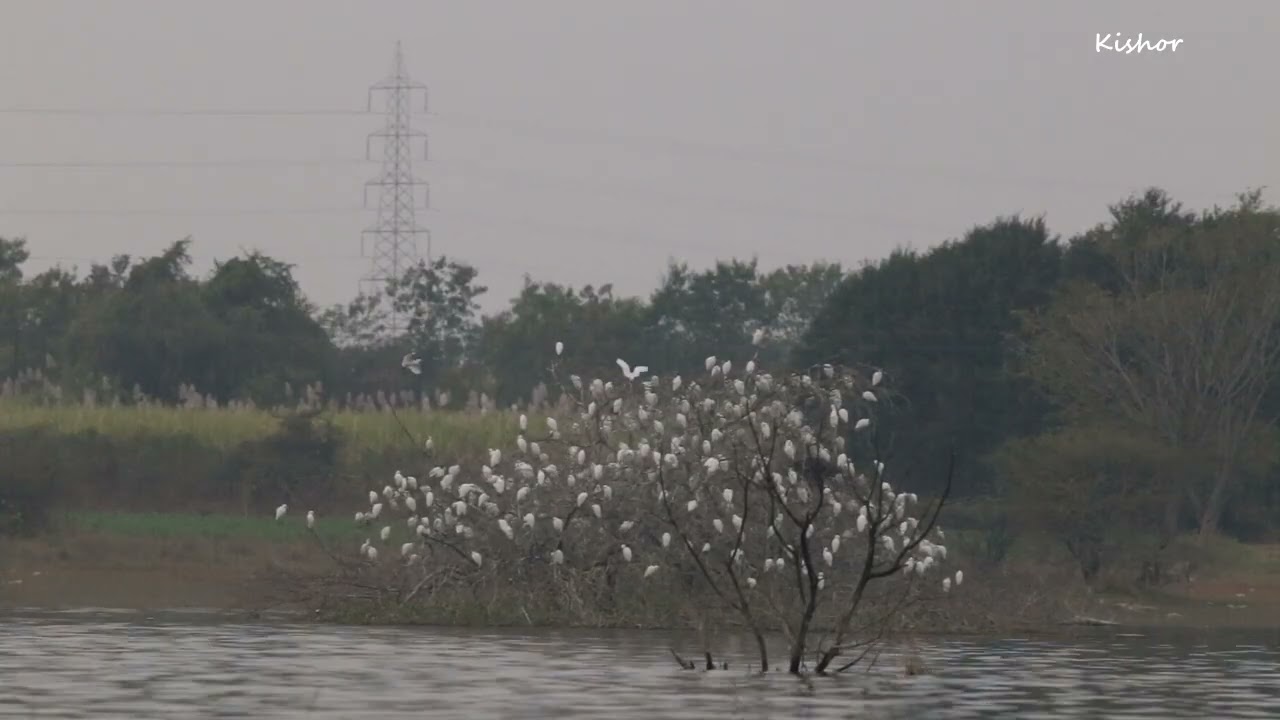 Heronry