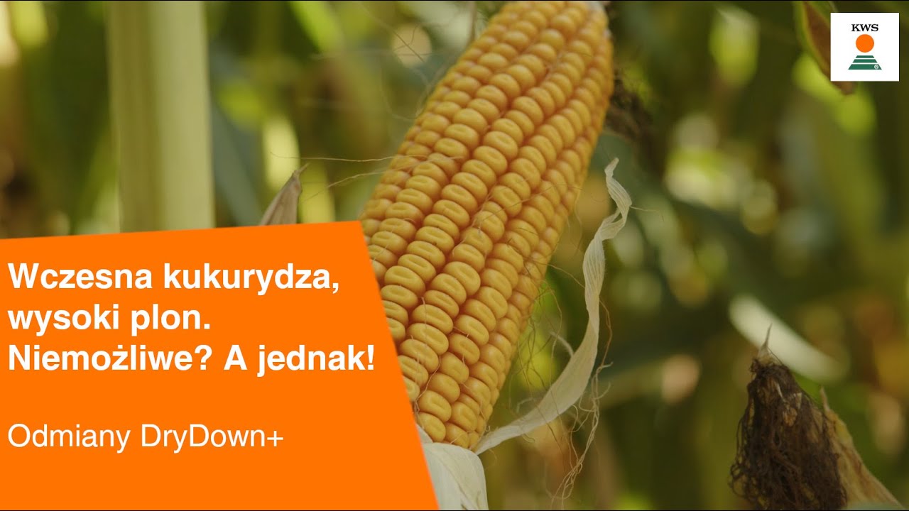 Wczesna kukurydza, wysoki plon🌽 Niemożliwe? A jednak! Odmiany DryDown+