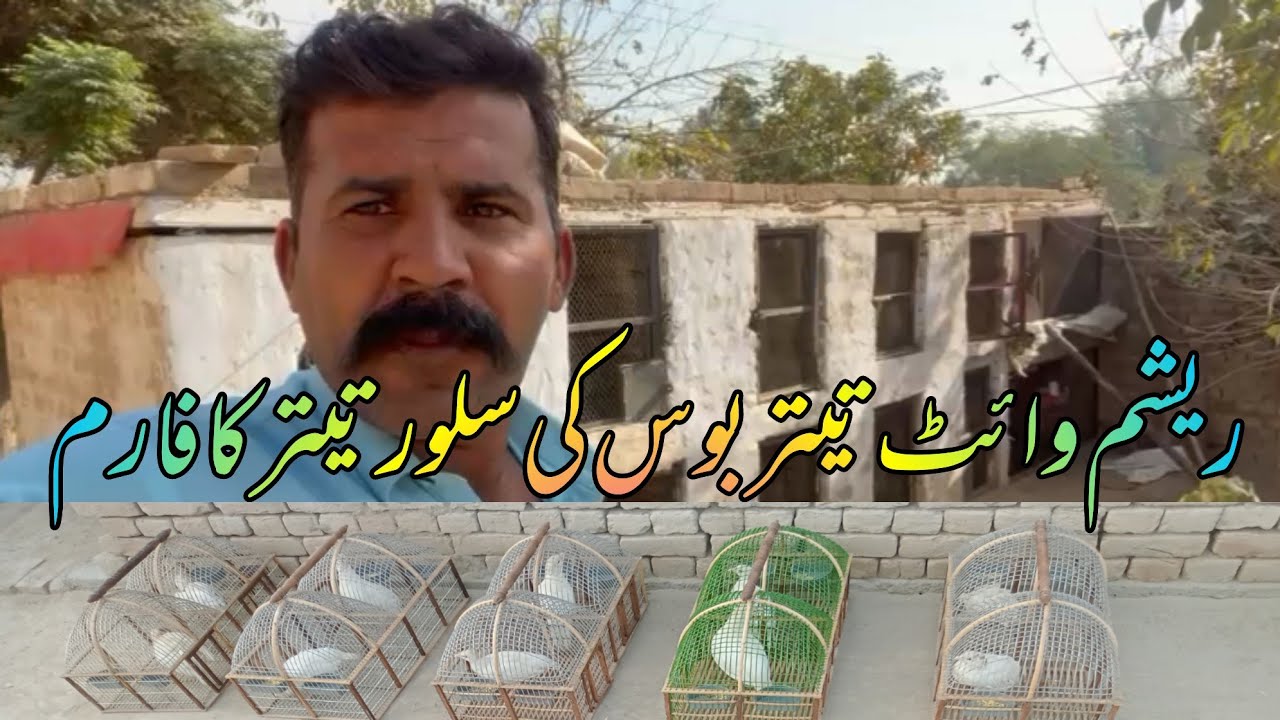تیتر کی اواز تیتر کے بولے تیتر وائس تیتر رنگ ٹون تیتر ساؤنڈ گے تیتر برز بوت کی شلوار تیتر ریشم وائٹ