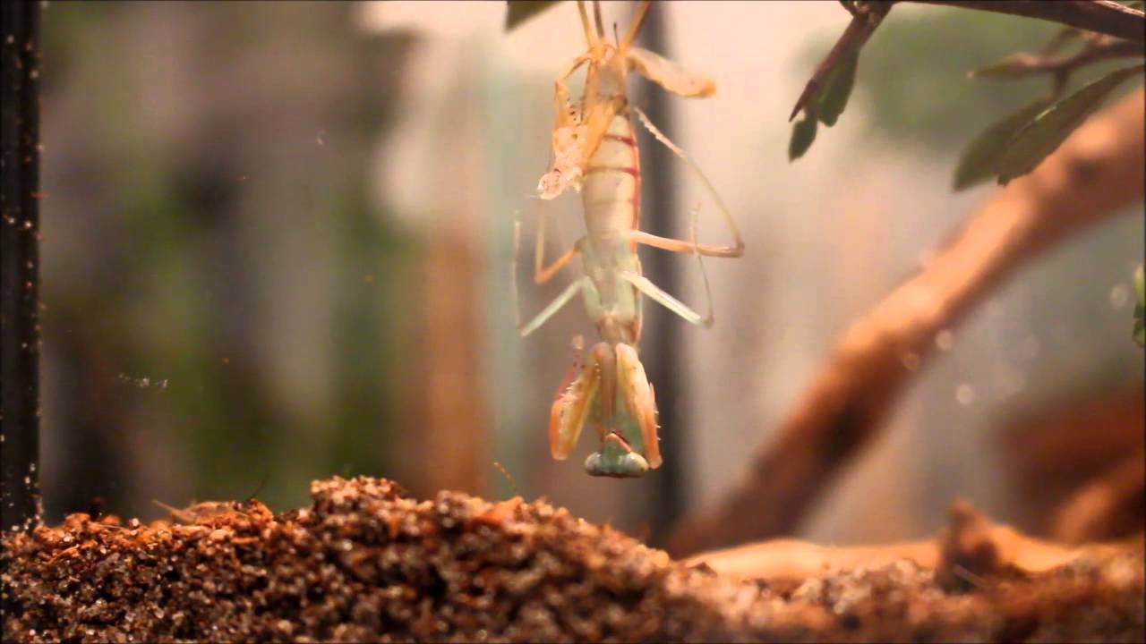 Rhombodera Basalis ( mantis ) moulting - Häutung einer Gottesanbeterin