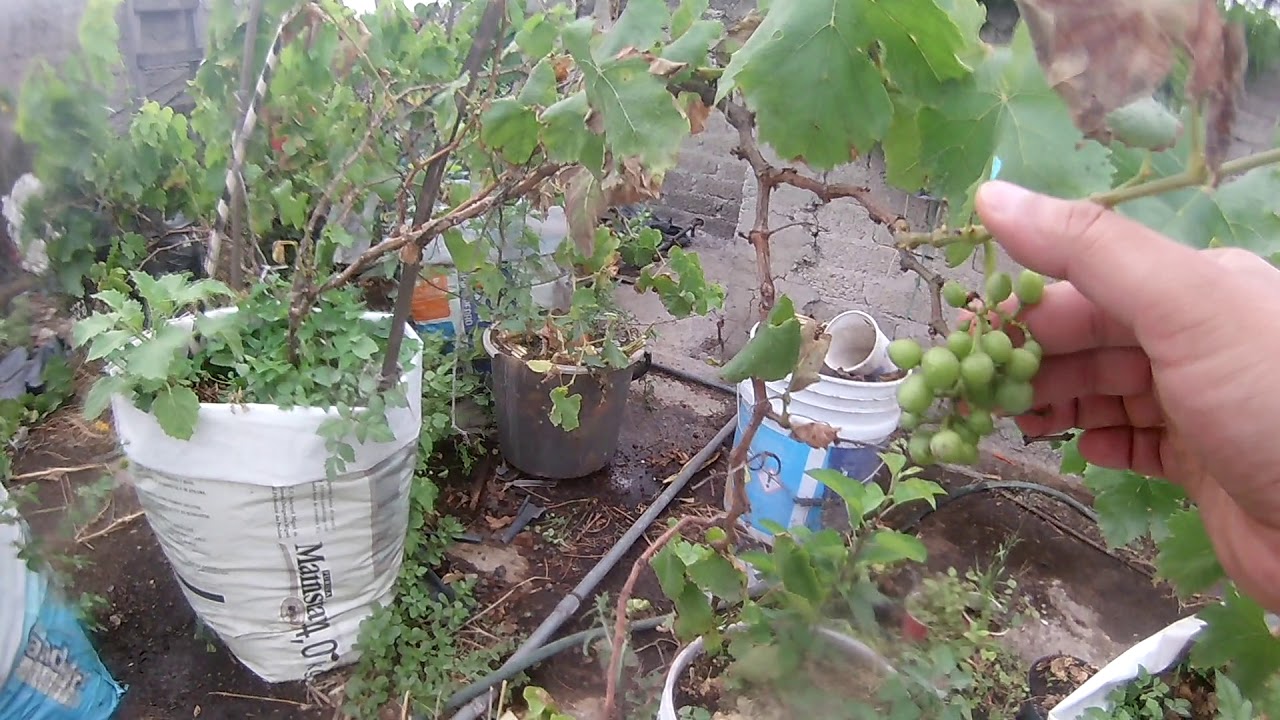 UVAS EN AZOTEA 2a COSECHA  ANUAL -1a Parte -  PARRAS GRAPES VINE CITY OF MEXICO