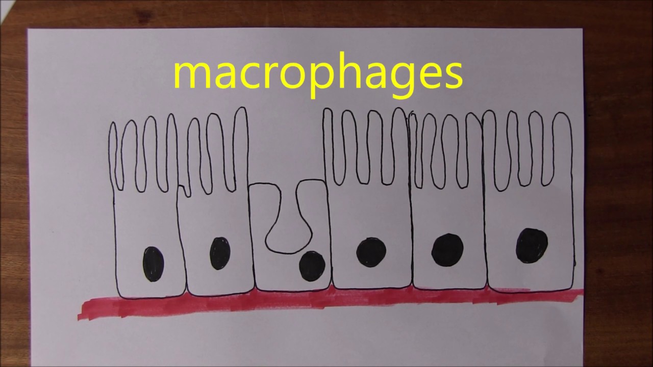 Respiratory System 10, Cilia and airway protection