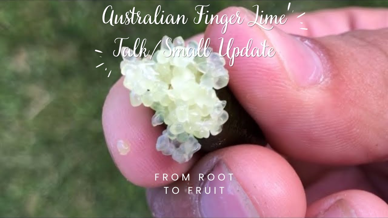 Australian Finger Lime Talk/Small Update