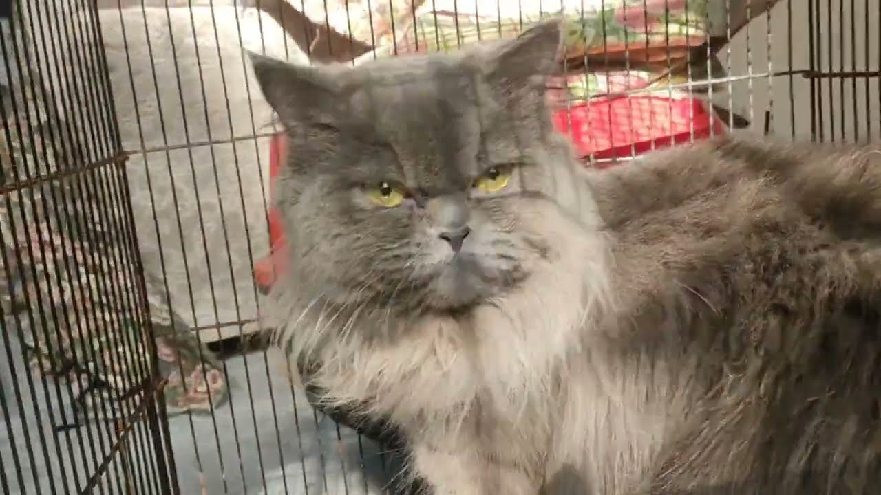 Meet Toto | The Sweetest & Calm Guest Cat After a Difficult Time”