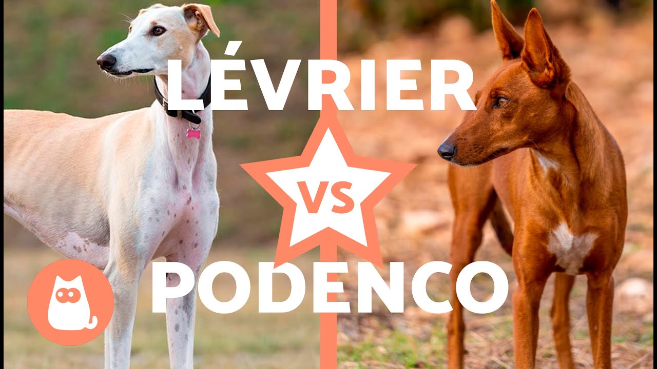 Différences entre LÉVRIER ESPAGNOL et PODENCO 🐶 (Caractéristiques physiques, Caractère et Santé)
