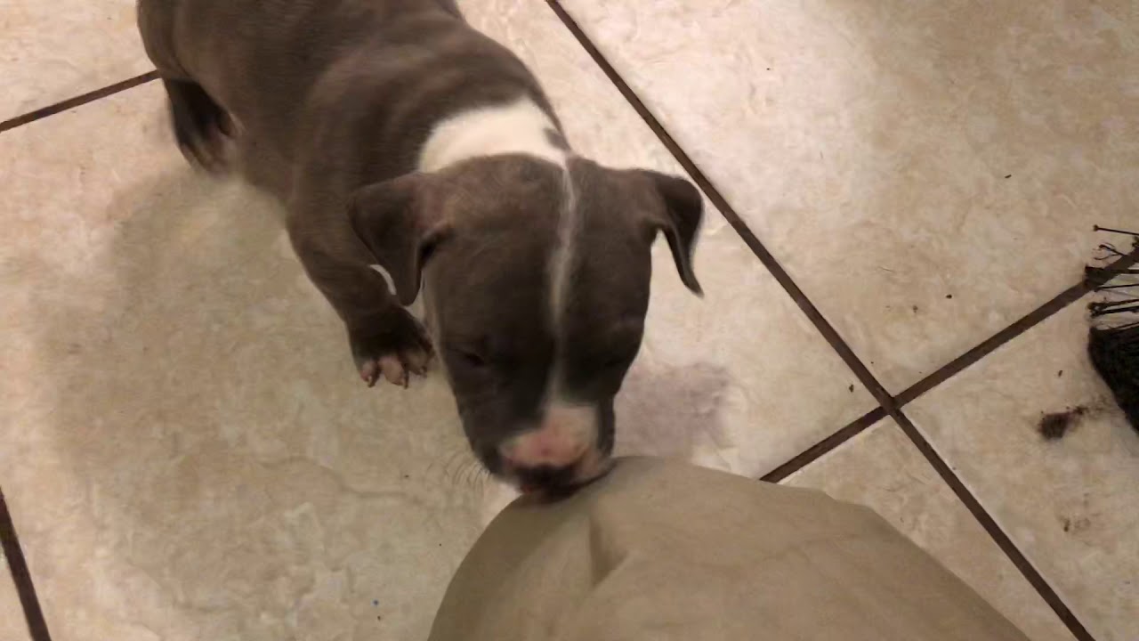 5-6 week old pitbull puppies.