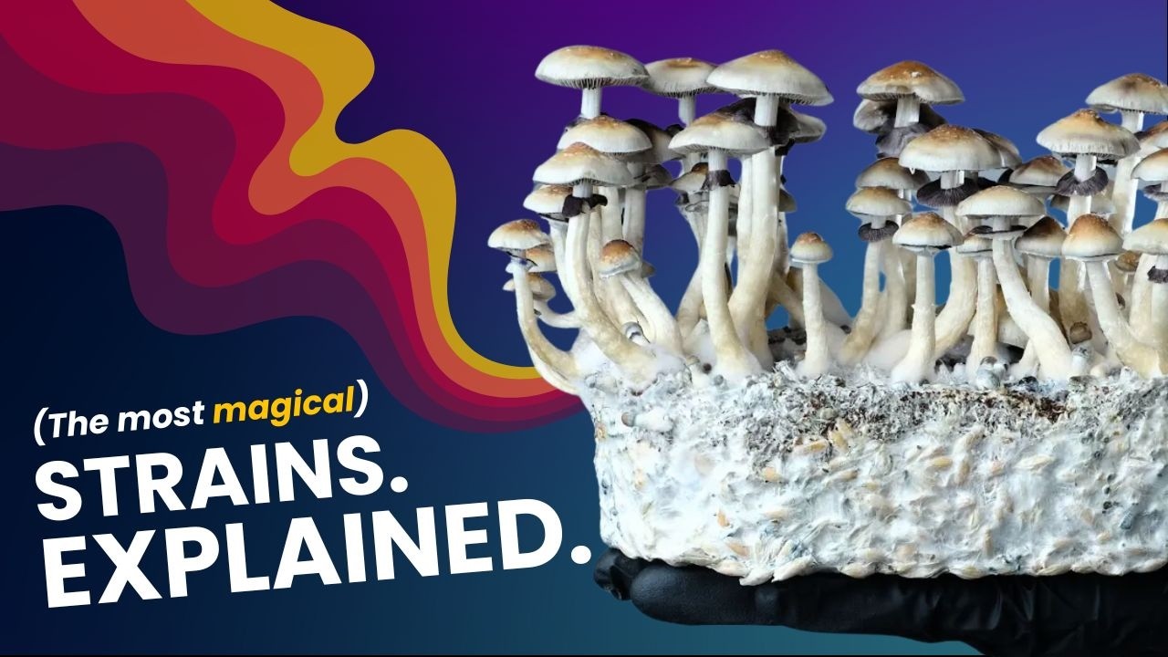 Golden Teacher, B+, Pen*s Envy | The Wild Science Behind Mushroom Strains