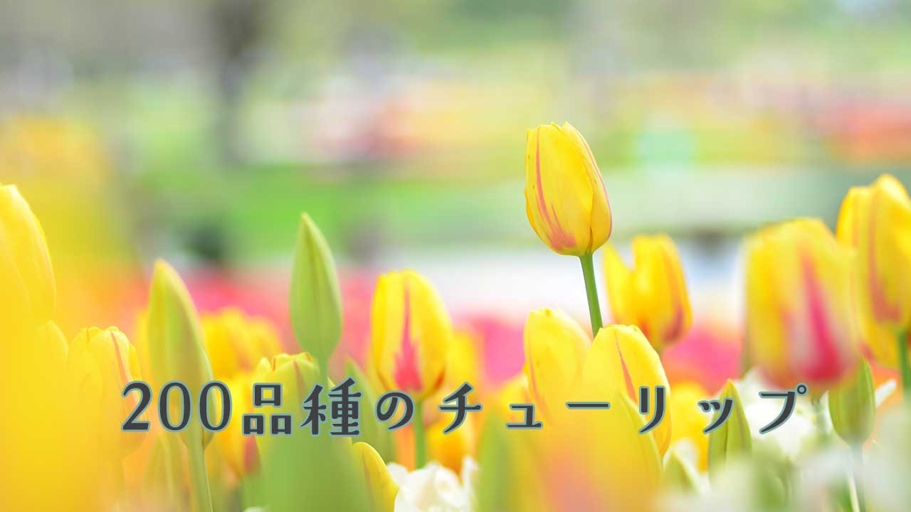 【チューリップ図鑑 3】総集編 203品種のチューリップを紹介しています。