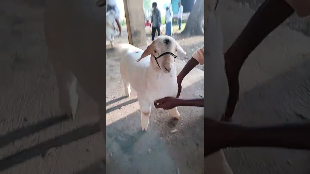 bannur sheep baby #bannur