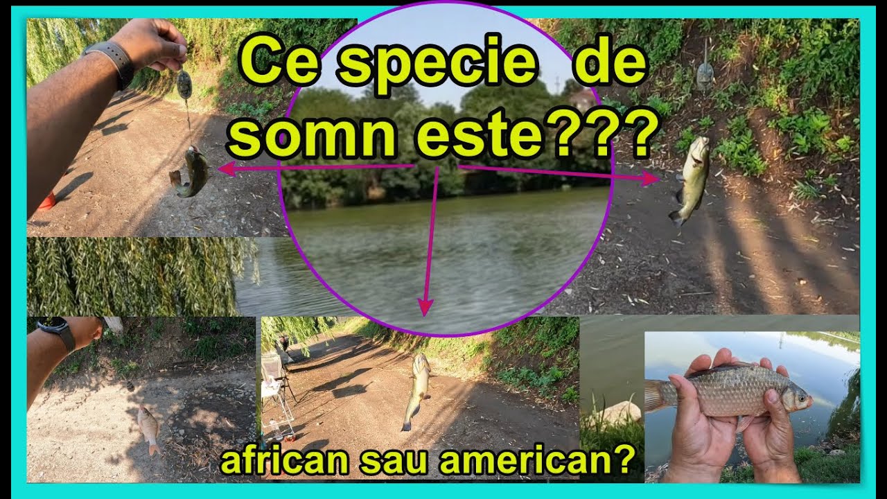 Pescuit feeder...Balta Lilieci
