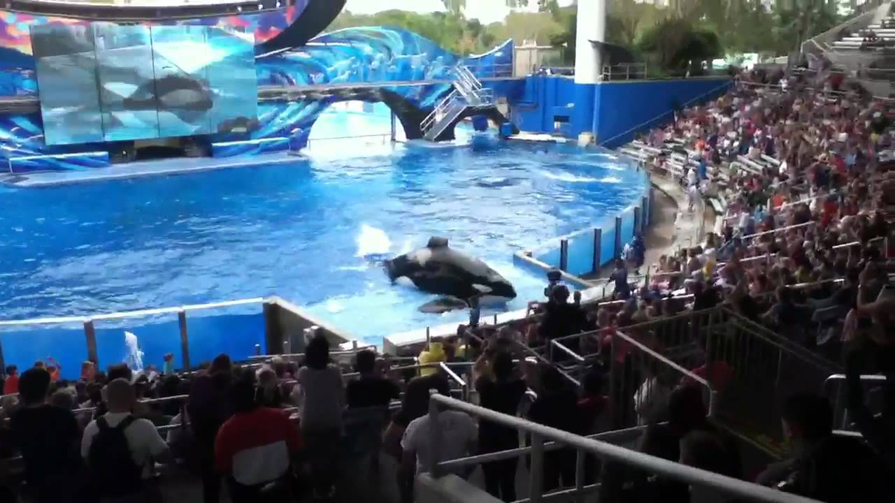 Killer Whale falls out of tank at seaworld