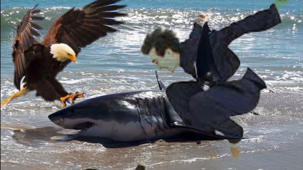 Стиль Орлиного Кунг-фу / Eagles Kungfu: Это не жесткость и не мягкость, это баланс.