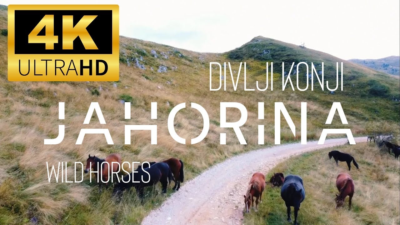 [4K] Jahorina divlji konji / wild horses | 4K 60 FPS ultraHD | DRONE | DJI mini 2 |