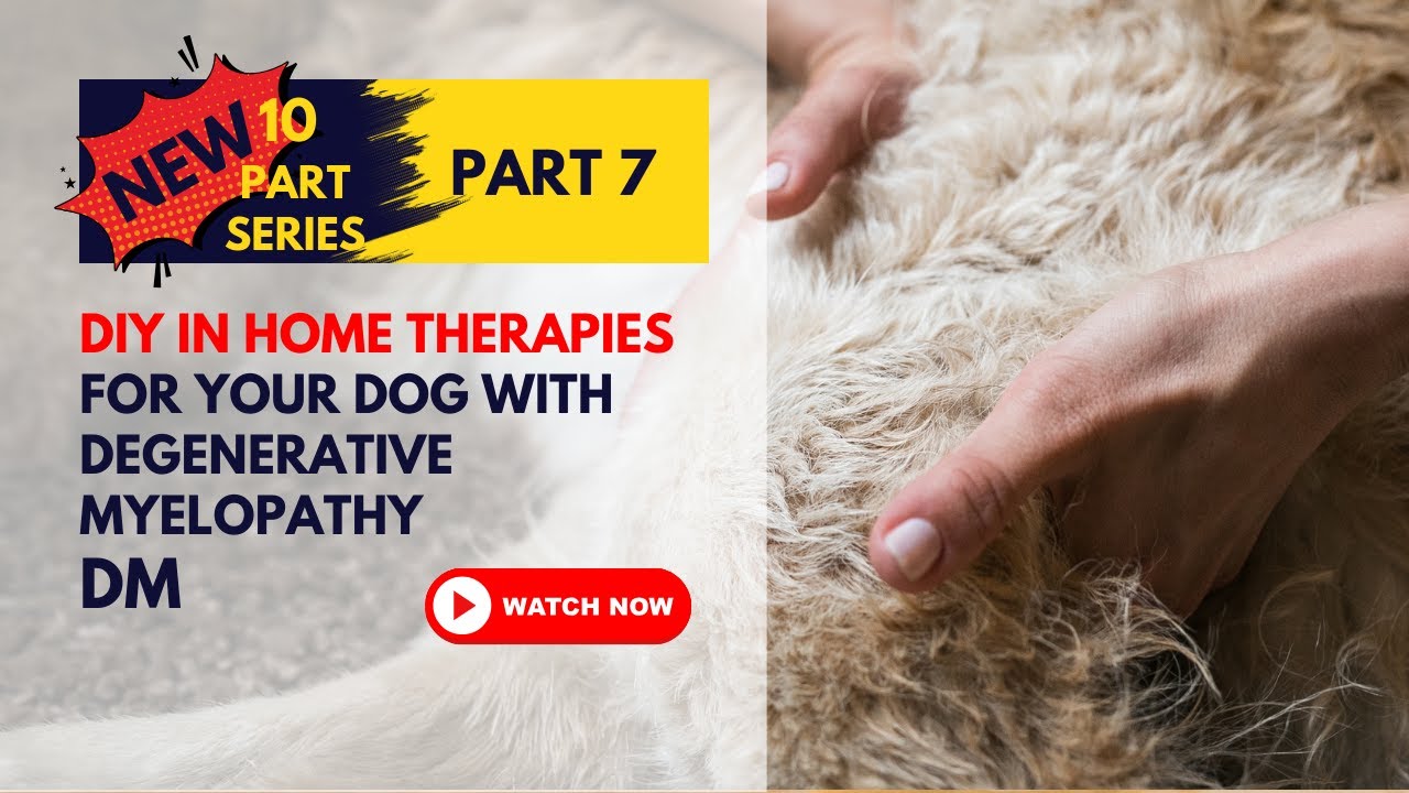 Transform Your Dog's Degenerative Myelopathy At Home With These Diy Therapies!
