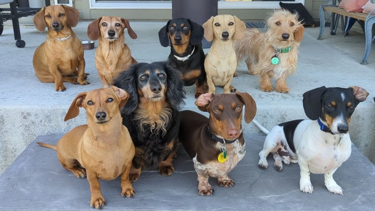 Dachshund Daycare: 9 Weenie Wonderland!