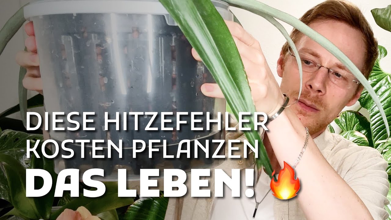6 Sommer-Checks für Hydrokultur – sonst war’s das mit deiner Pflanze!