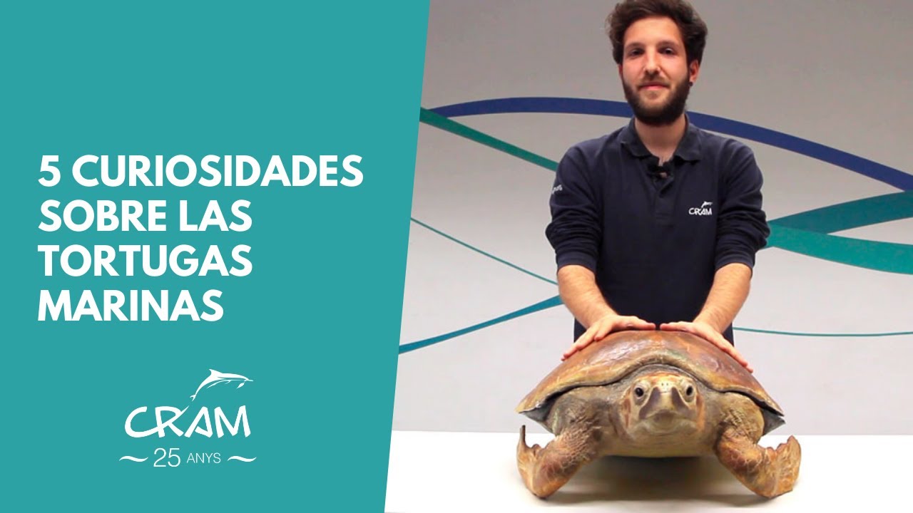 5 curiosidades sobre las tortugas marinas