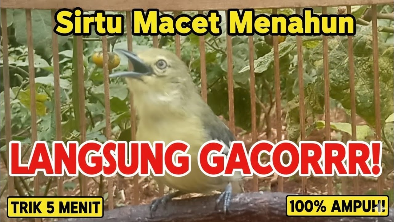 Sirtu Macet Menahun Jadi Gacor Gara-gara Satu Trik Sederhana Ini ! Putar yang kencang