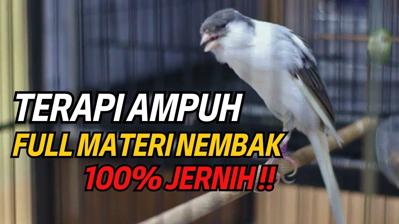 Pancingan Kenari GACOR panjang untuk Masteran Kenari PAUD & agar Kenari diam agar bunyi & gacor