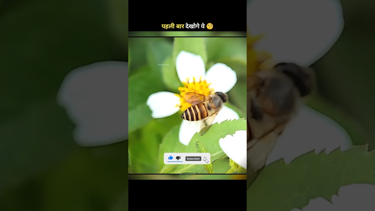 Nepal Me Milne Wala Ye Sahad🤤 | #shorts #nepal #viral