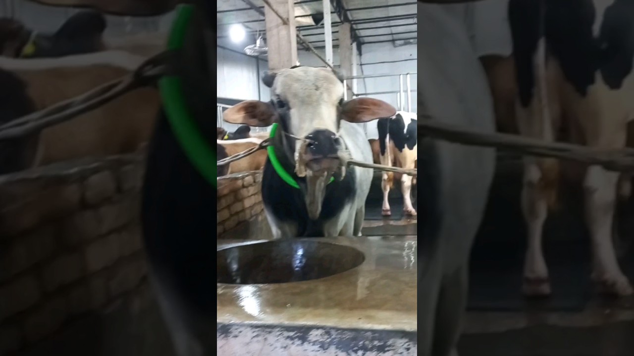 Big Cow in S.S.C Agro.