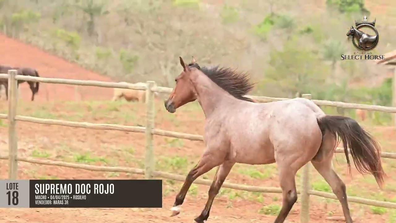 LOTE 18 - SUPREMO DOC ROJO