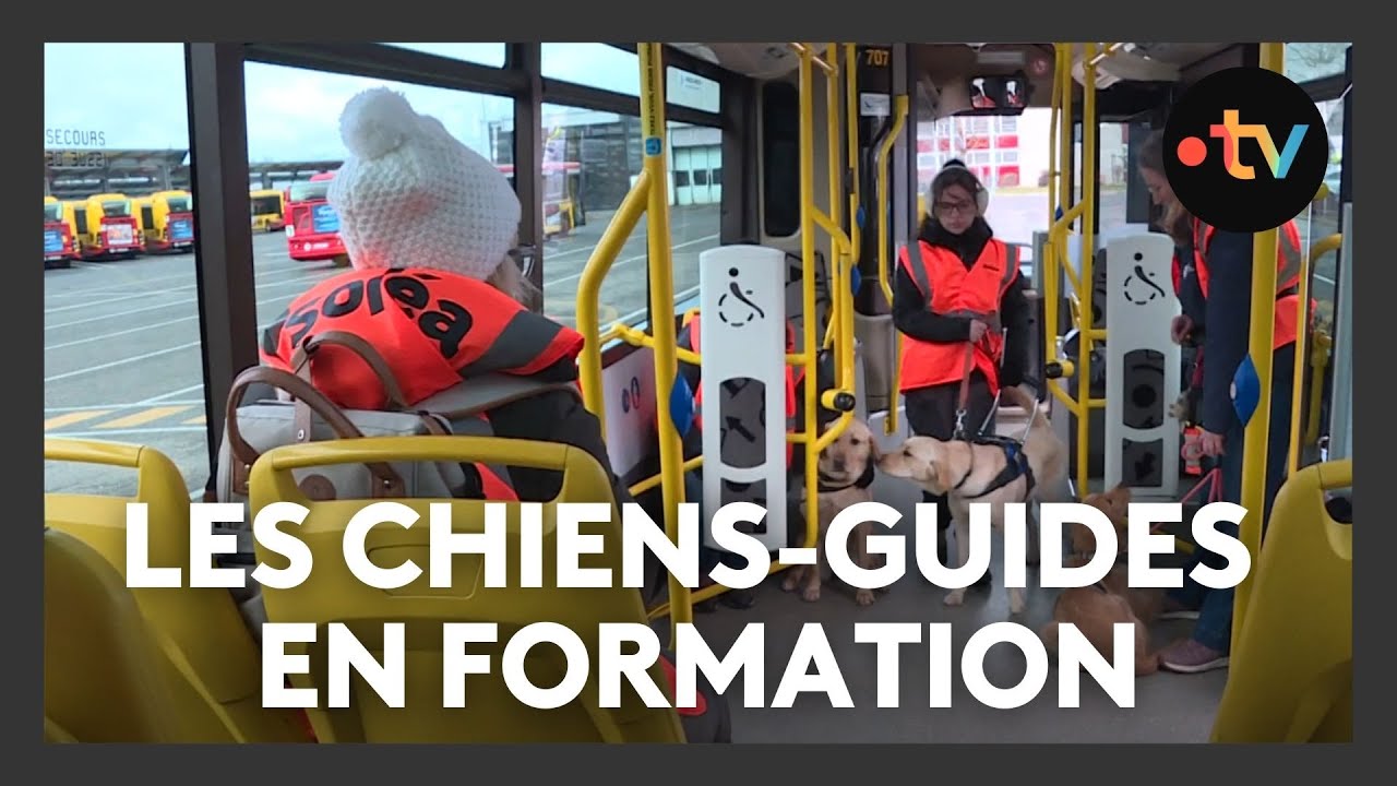 Deux ans de travail pour former les futurs chiens-guides