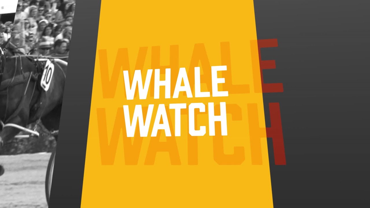 Whale Watch - Addington, December 12