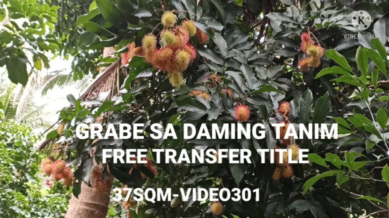 #PUNO NG TANIM IBAT IBANG PRUTAS #FARM LAND