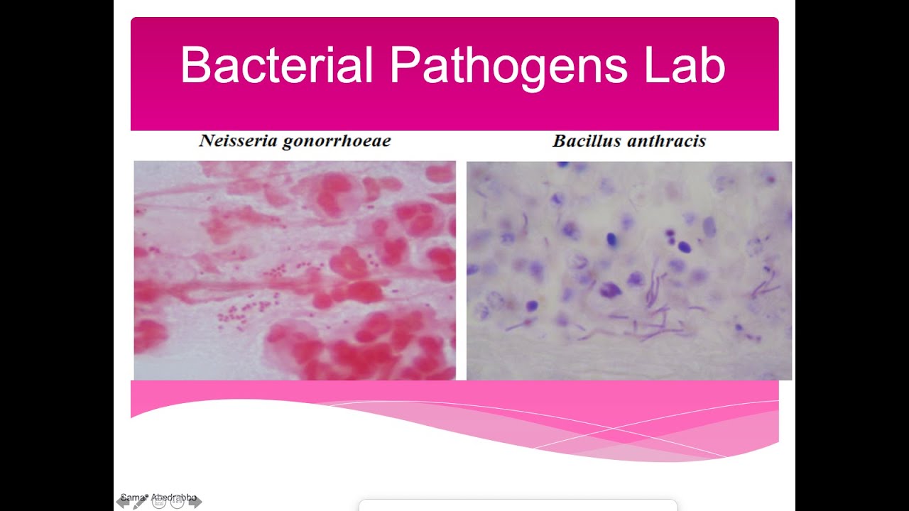 Bacterial Pathogens Lab