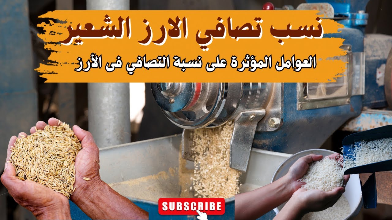 طن الارز الشعير بيصفي كام كيلو أرز أبيض؟
