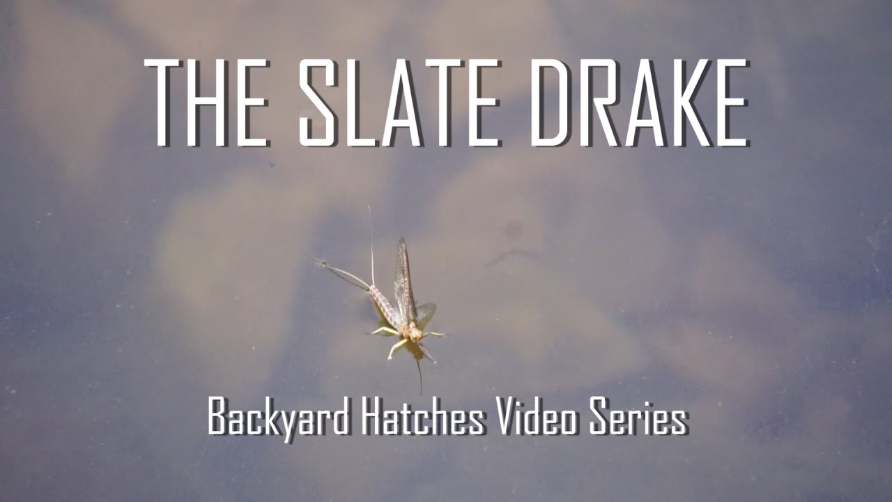 Сланцевый селезень | Видеосерия Backyard Hatches