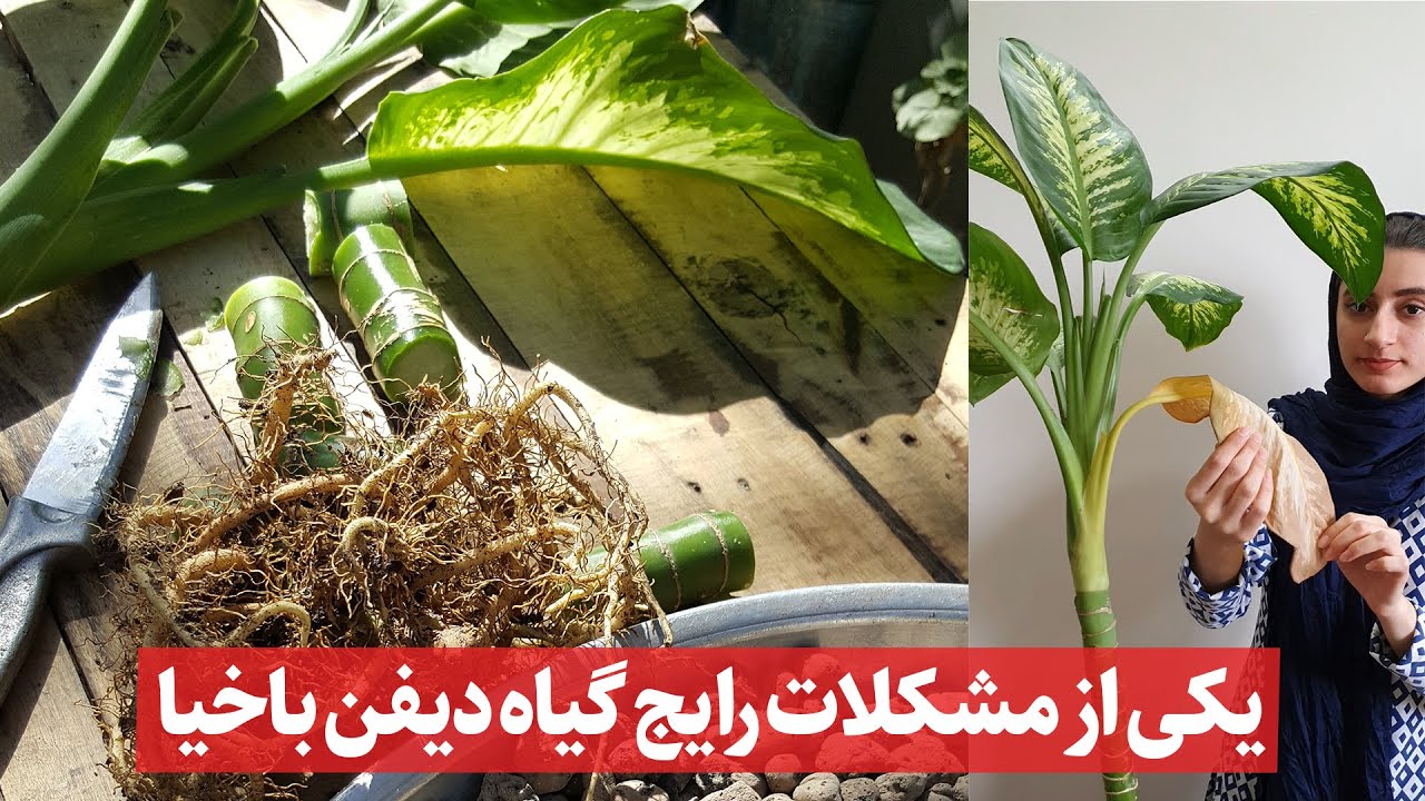 بررسی علت زردشدن برگ های قدیمی گیاه دیفن باخیا ی ما و تکثیر آن
