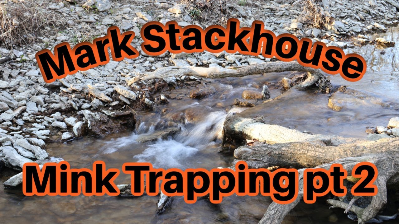 Mark Stackhouse mink trapping part 2