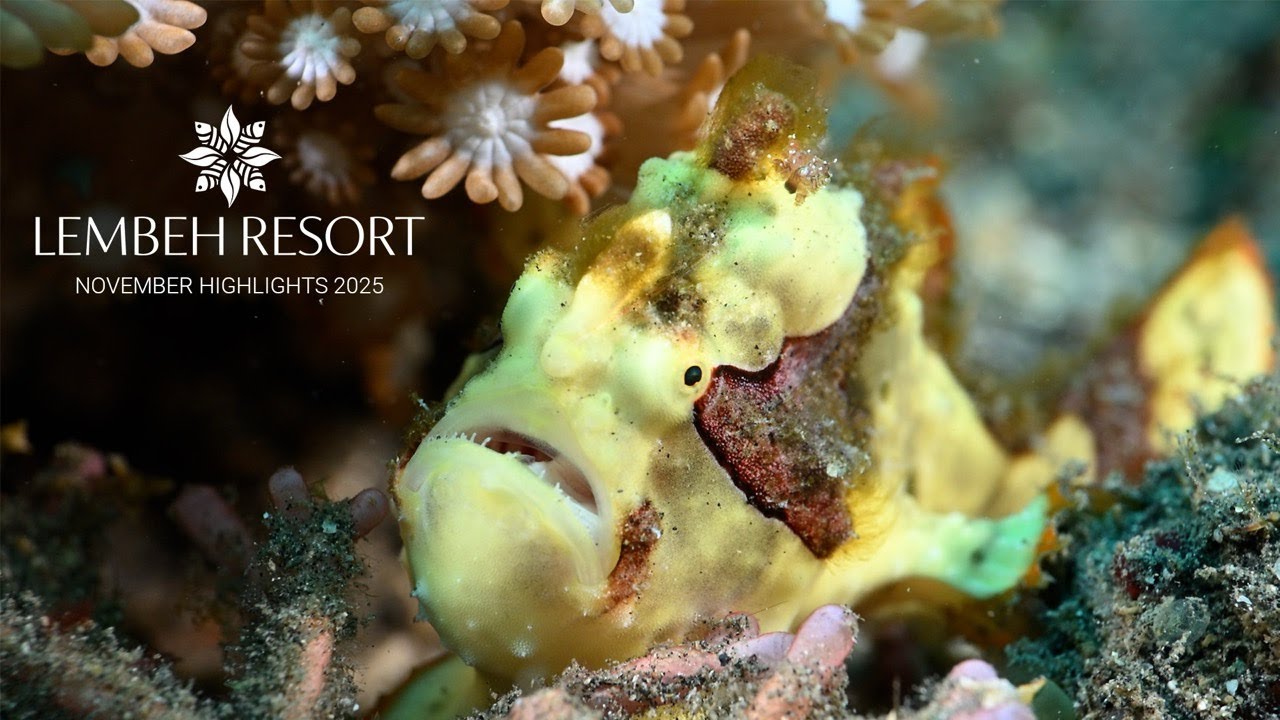 Lembeh November Recap: Rare Critters & Remarkable Encounters