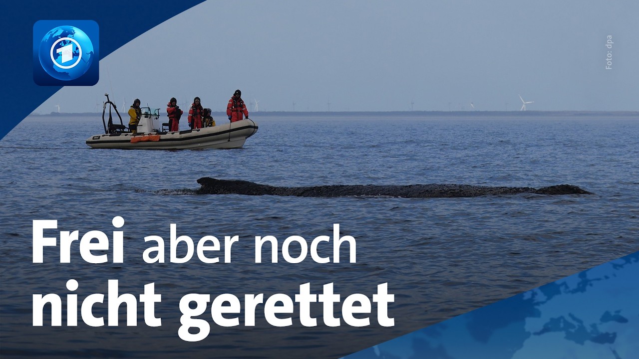 🌍 tagesschau 20 Uhr & tagesschau24 Top-Thema, 27.3.2026 | Buckelwal auf dem Weg nach D&auml;nemark
