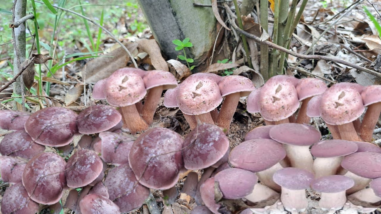 เก็บเห็ดผึ้งขม เห็ดขมยูคา รอบนี้มีแต่ดอกใหญ่ๆเลยจ้าเยอะมาก🍄🍄🥰✨️