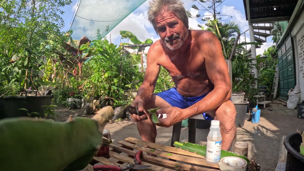 How to Graft delicious Golden Sweet Pitaya Dragon Fruit seedlings onto Suriname red rootstock!