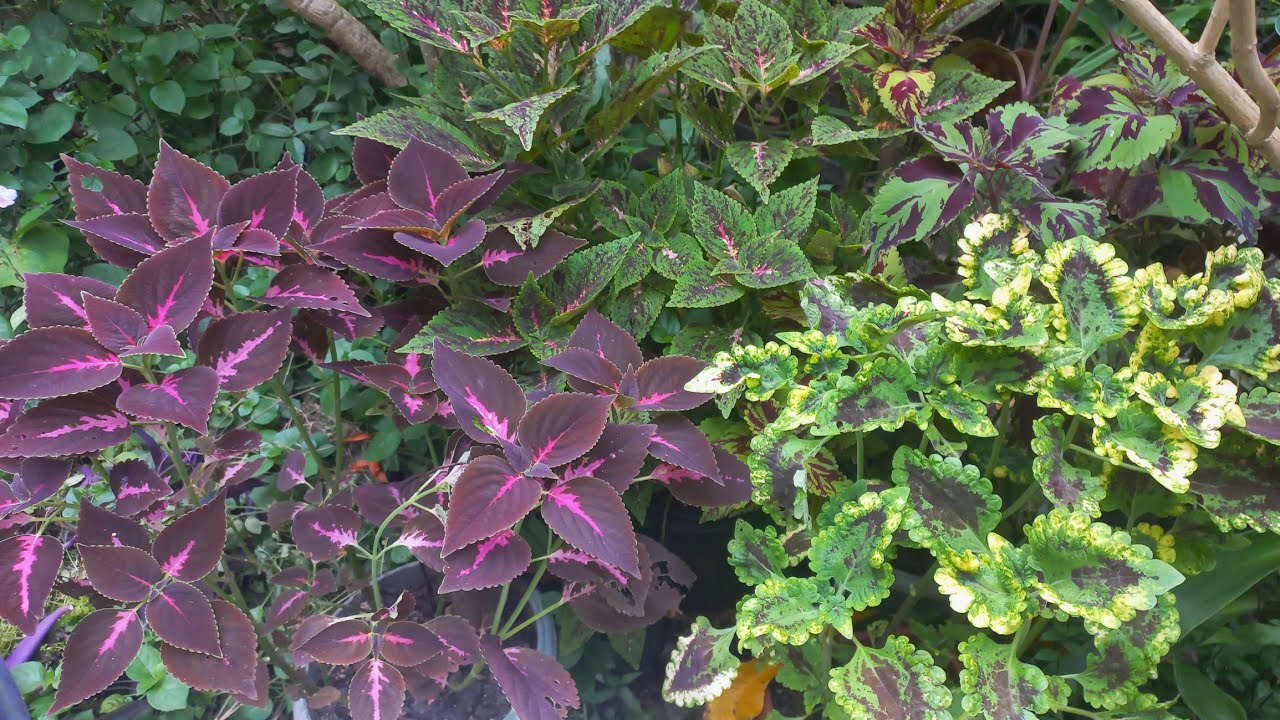 CANTINHO com lindas plantas e flores + substrato que uso nas suculentas. 