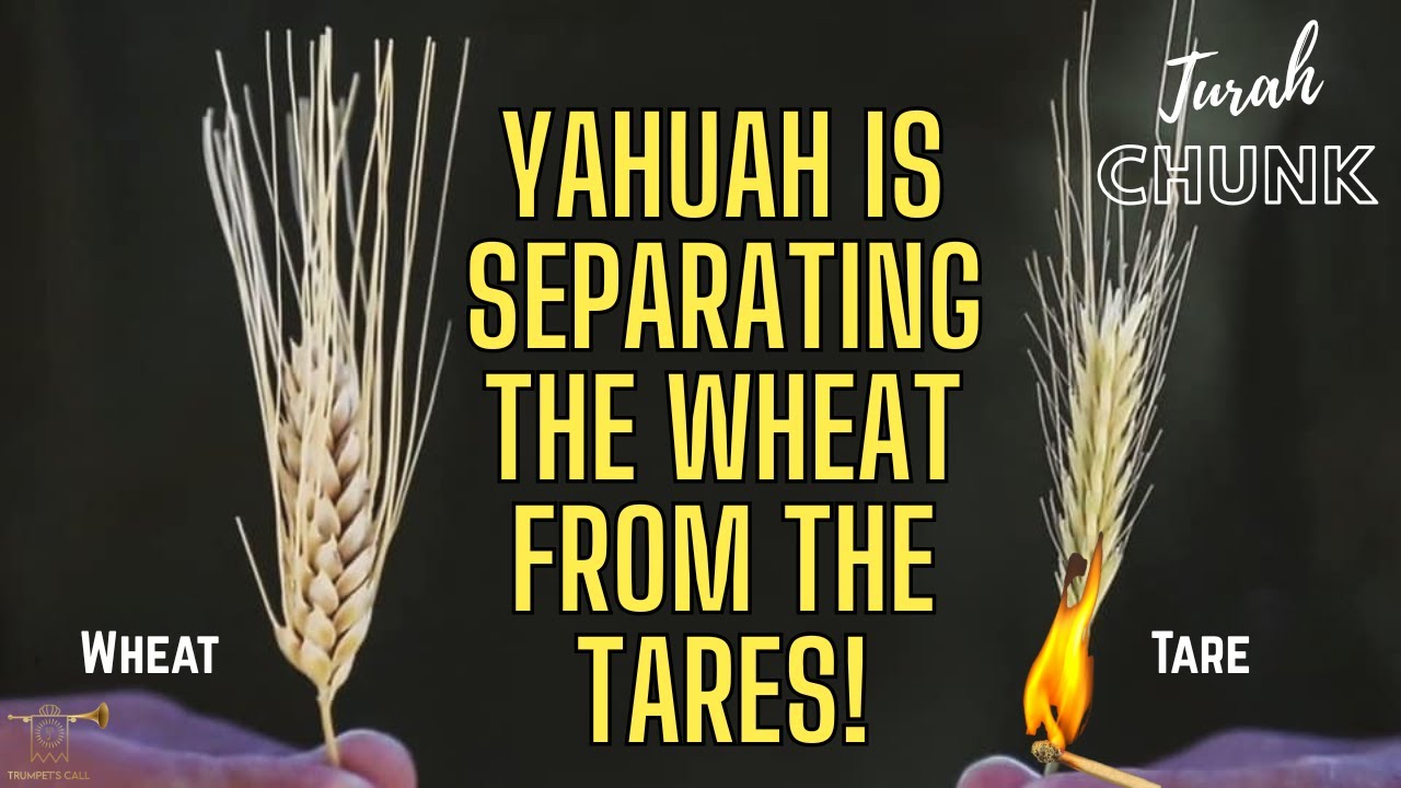 Wheat, Tares and the Judgment at the End of the Age!