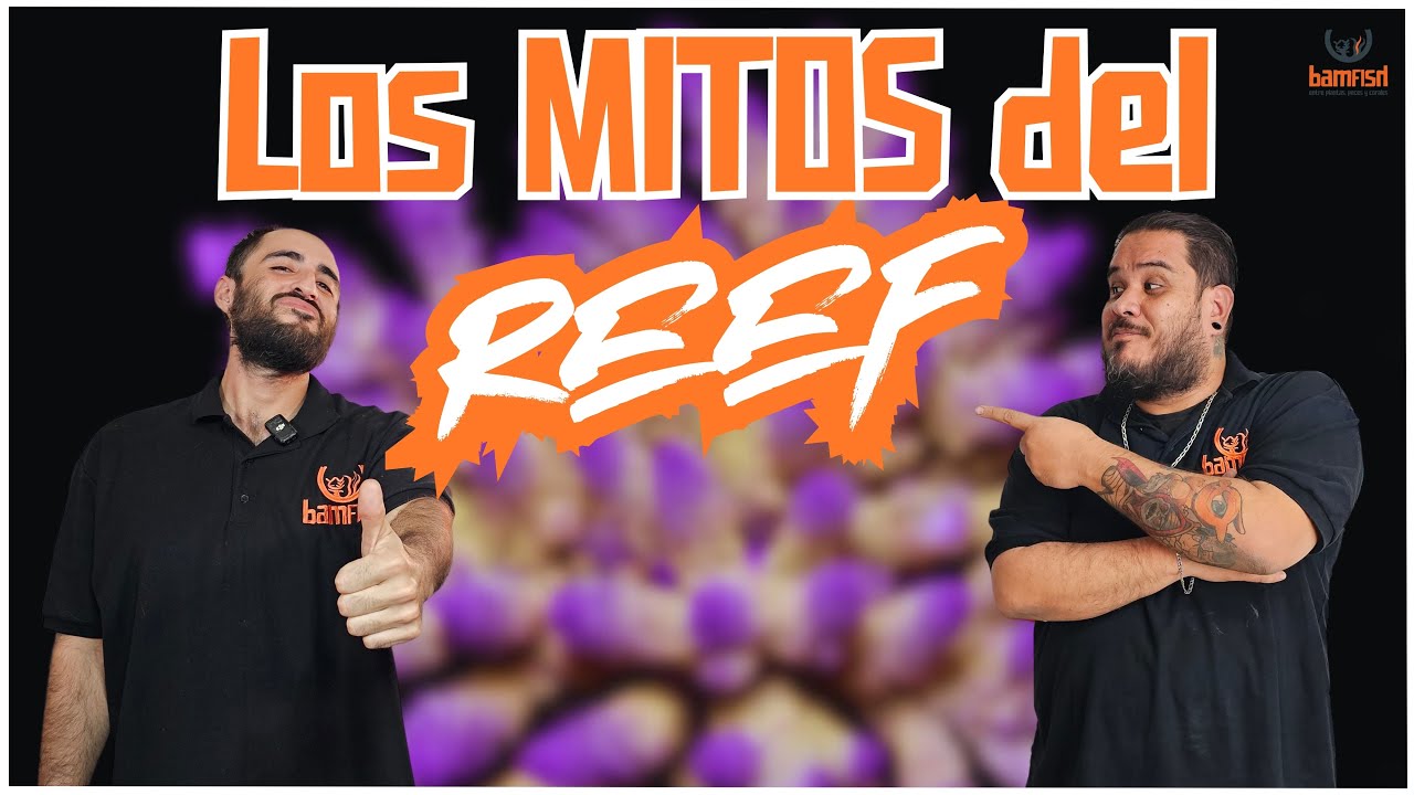 Los MITOS del REEF