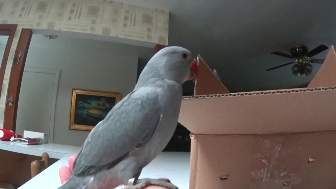 Unboxing a gray Indian ringneck, 