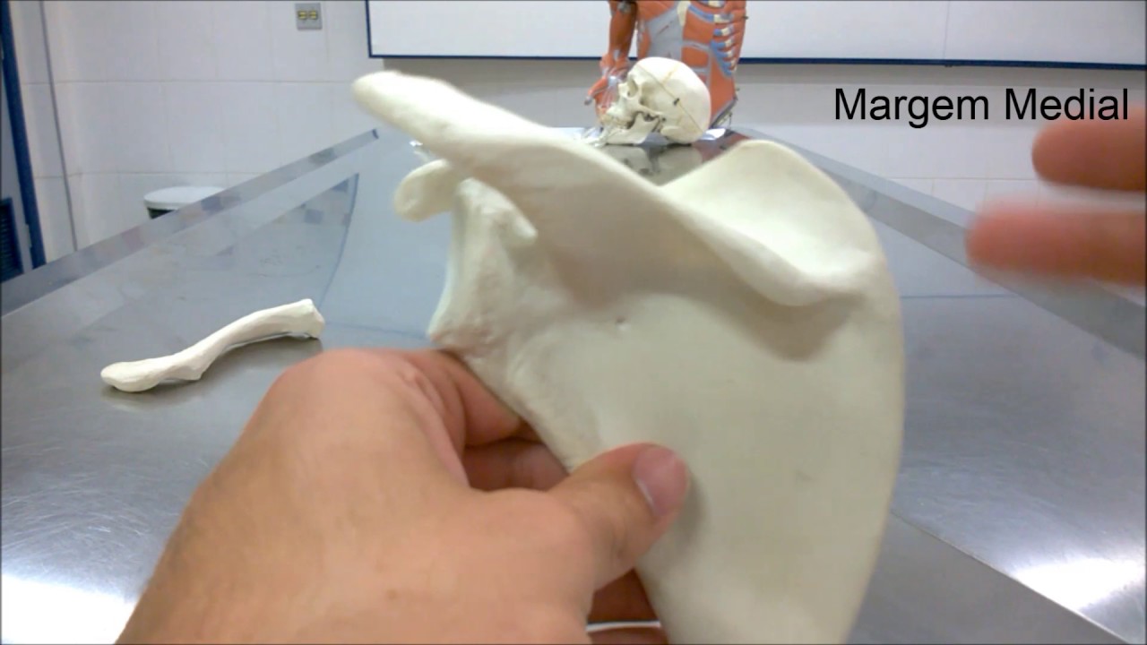 Anatomia - Escápula e Clavícula