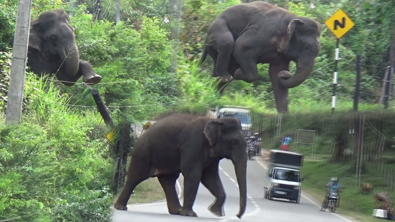 Wild elephant breaking an Electric fence !