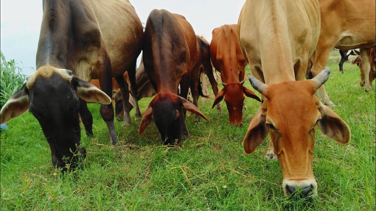 Pakistani Desi Cow | There is no match for the beauty and benefits of the Pakistani indigenous Cow