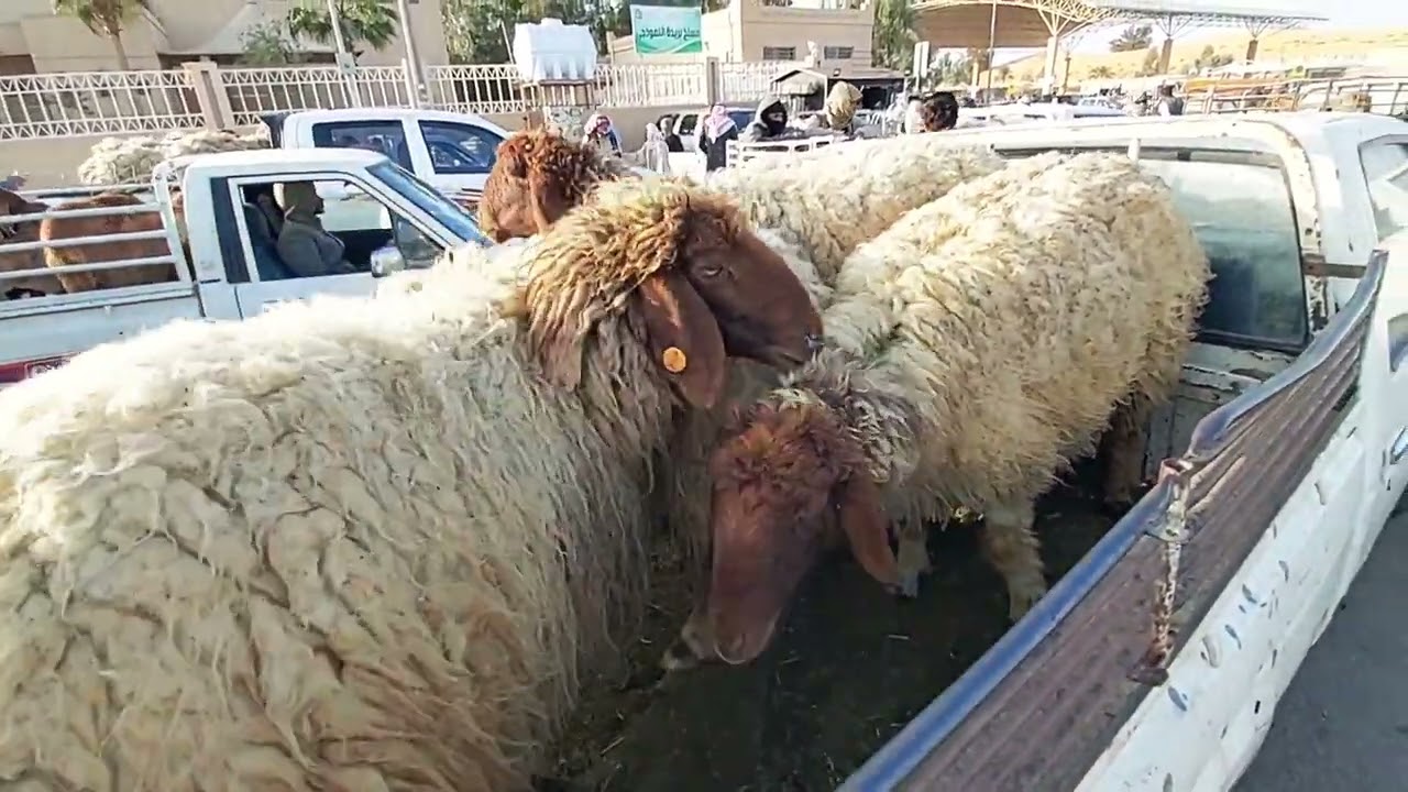 بريده/تغطية حراج الاغنام صباح الجمعه ١٨/٨/١٤٤٤ ماشاء الله(صل على محمد )