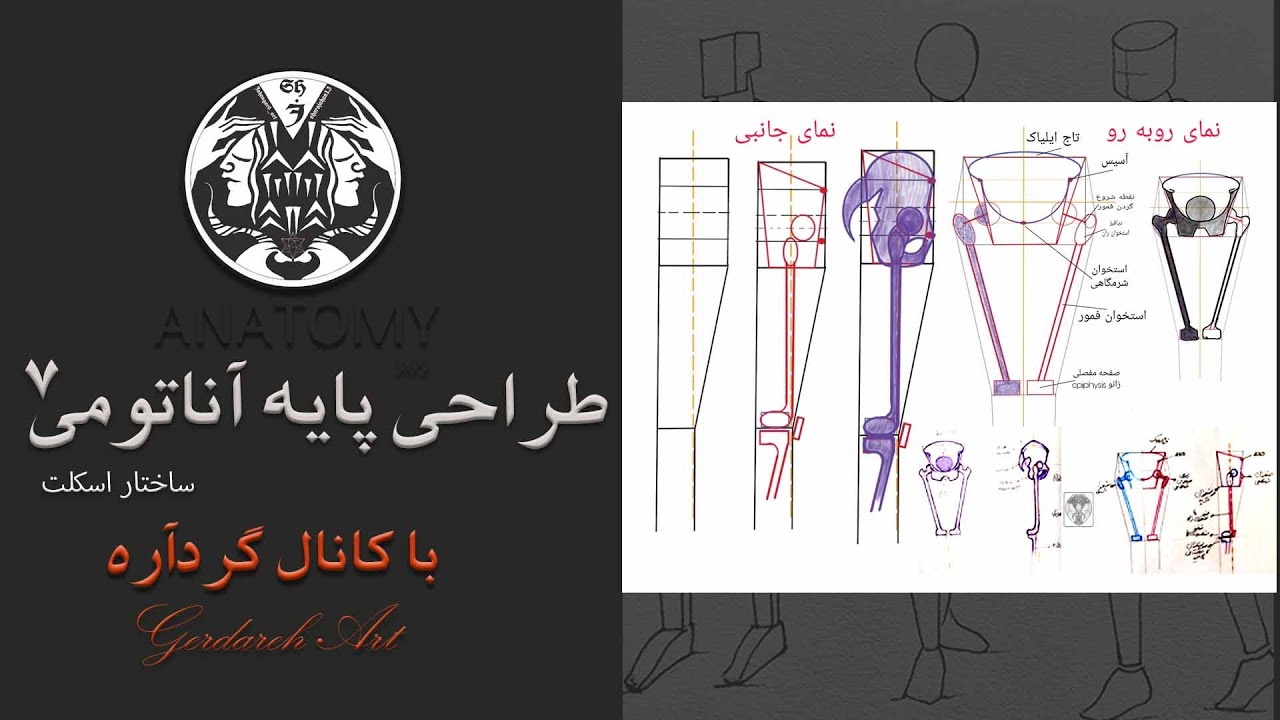 آموزش پایه آناتومی ساختار اسکلت/ استخوان نشیمنگاه و ران۷/Structural Pelvis & Thighs Sequence