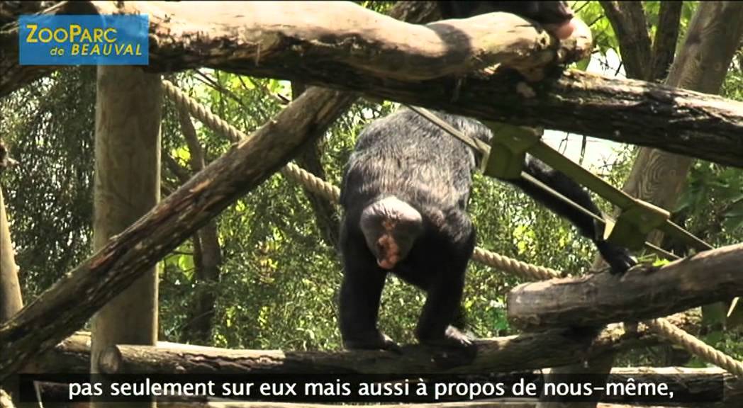 Conférence de Jane Goodall au ZooParc de Beauval